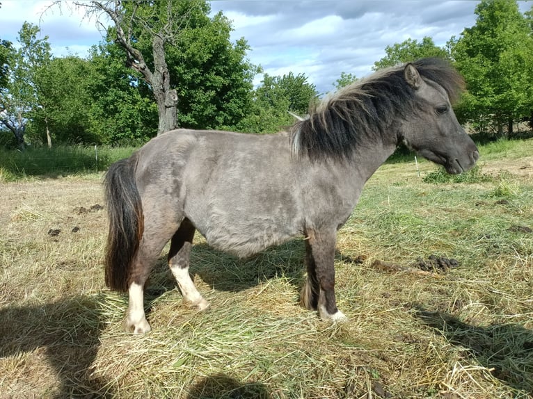 Shetland Ponys Stute 4 Jahre 97 cm Grullo in M&#xFC;geln