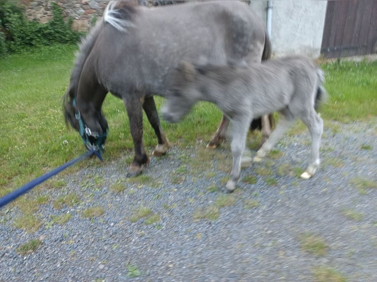 Shetland Ponys Stute 4 Jahre 97 cm Grullo in M&#xFC;geln