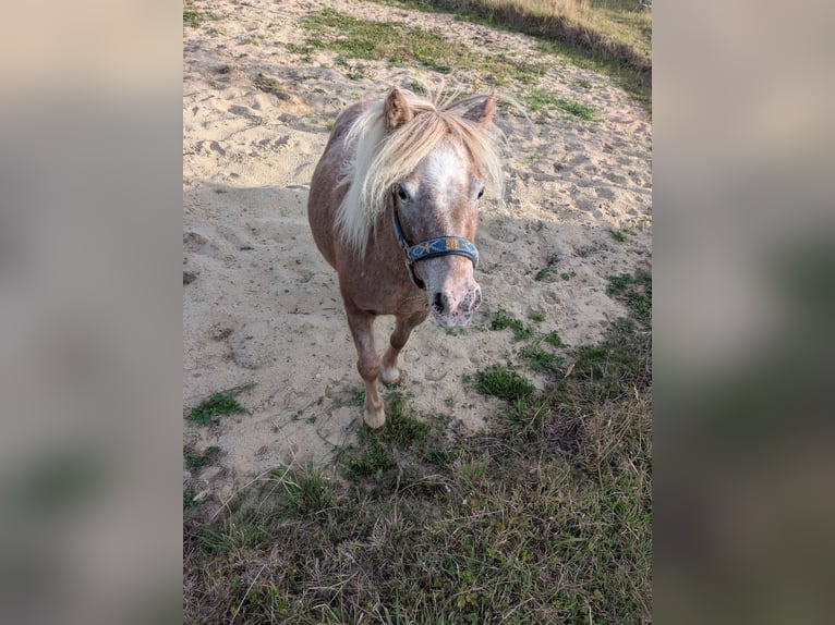 Shetland Ponys Stute 4 Jahre 98 cm Rotschimmel in Hamm