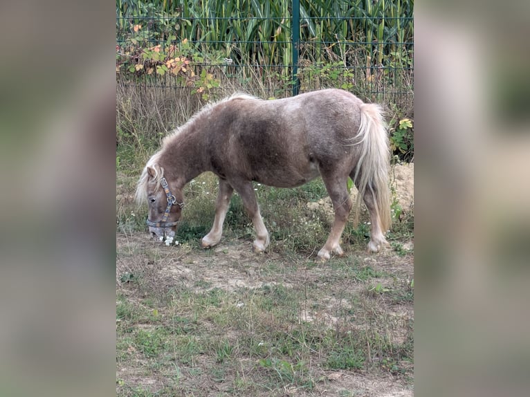Shetland Ponys Stute 4 Jahre 98 cm Rotschimmel in Hamm