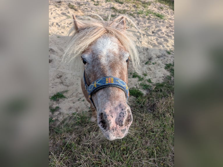 Shetland Ponys Stute 4 Jahre 98 cm Rotschimmel in Hamm