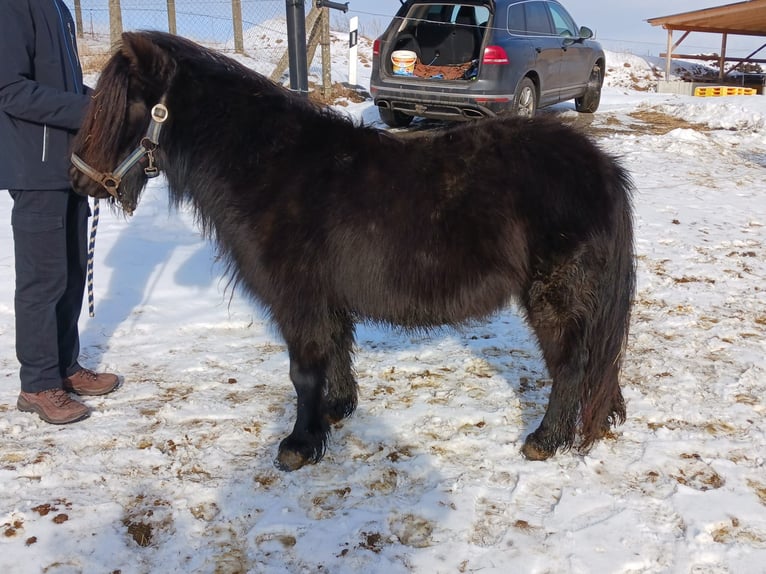 Shetland Ponys Stute 4 Jahre 99 cm Rappe in Hohnstein