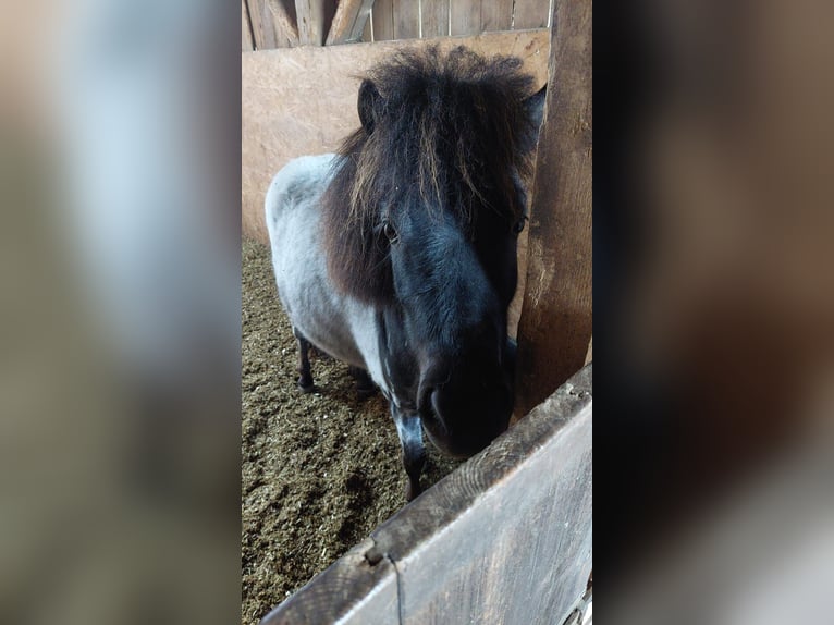 Shetland Ponys Stute 4 Jahre  in Villingen-Schwenningen