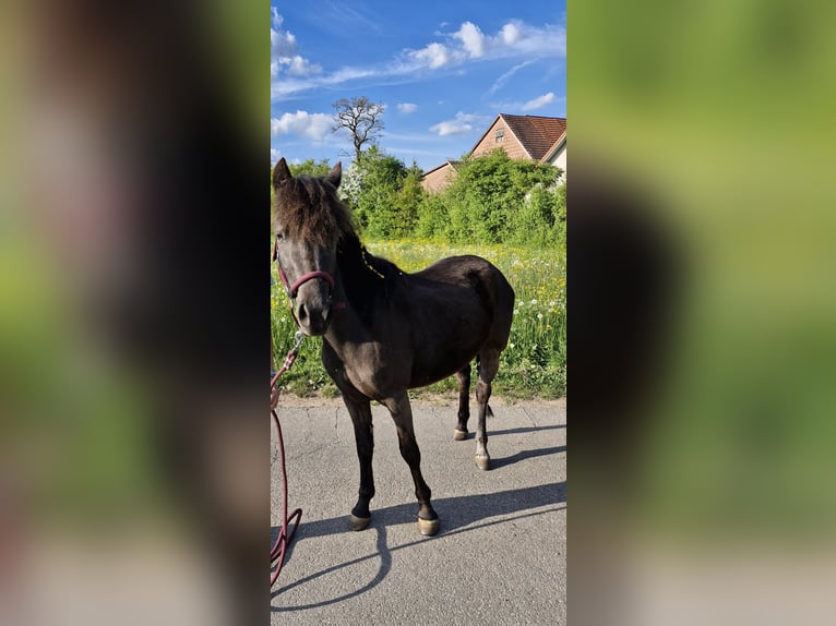 Shetland Ponys Stute 4 Jahre  in Villingen-Schwenningen