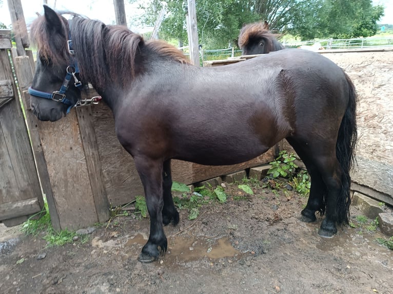 Shetland Ponys Stute 4 Jahre Rappe in Kiel