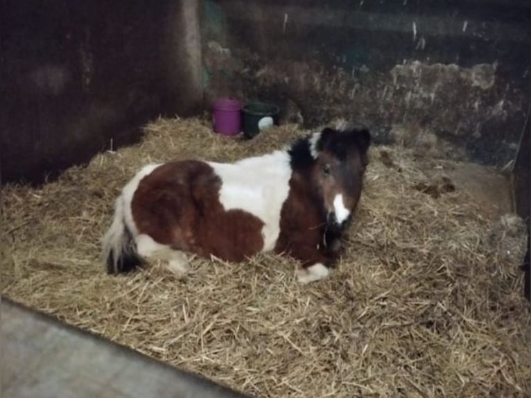 Shetland Ponys Stute 4 Jahre Schecke in Kaarst
