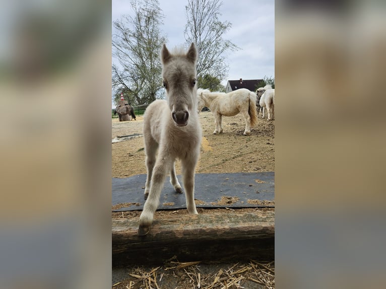 Shetland Ponys Stute 5 Jahre 100 cm Champagne in Mügeln