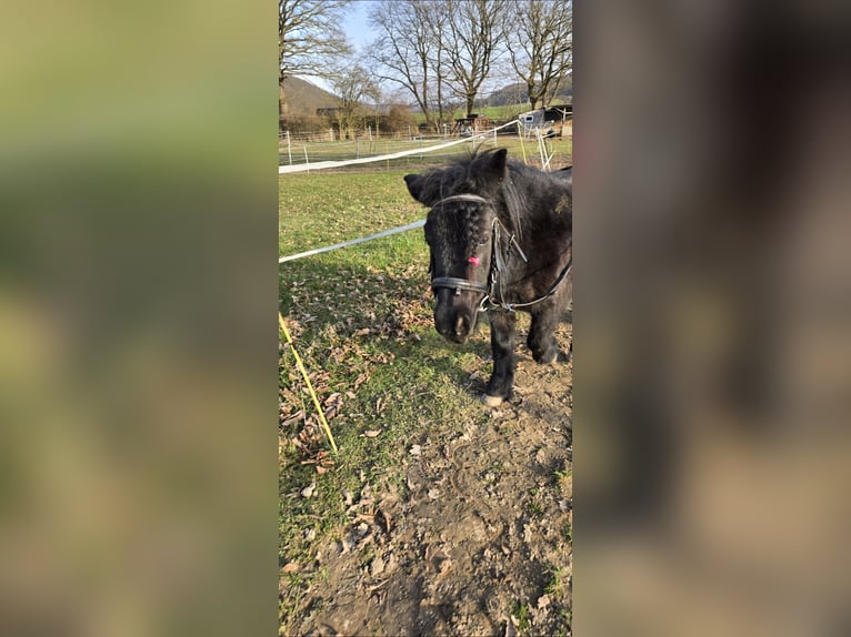 Shetland Ponys Stute 5 Jahre 100 cm Rappe in Homberg (Efze)
