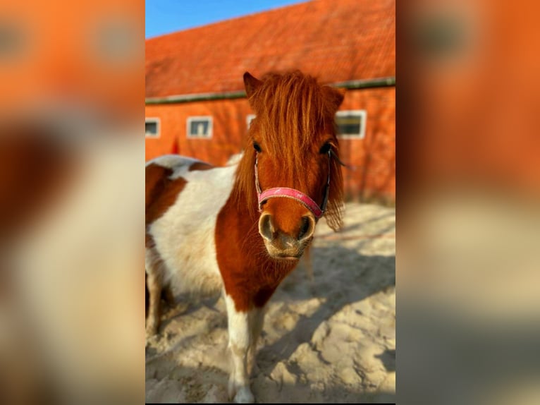 Shetland Ponys Stute 5 Jahre 100 cm Schecke in Twist
