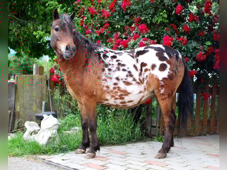 Shetland Ponys Stute 5 Jahre 100 cm Tigerschecke in Kirchbichl
