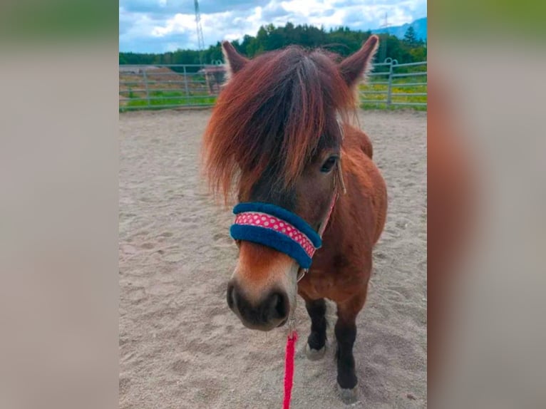 Shetland Ponys Stute 5 Jahre 101 cm Dunkelbrauner in Grabenst&#xE4;tt