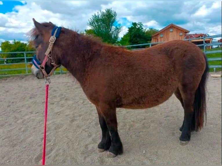 Shetland Ponys Stute 5 Jahre 101 cm Dunkelbrauner in Grabenst&#xE4;tt