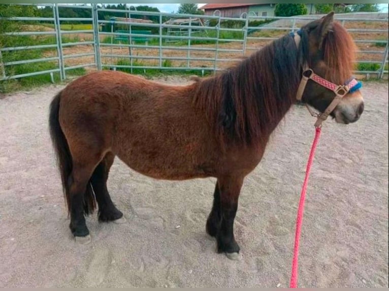 Shetland Ponys Stute 5 Jahre 101 cm Dunkelbrauner in Grabenst&#xE4;tt