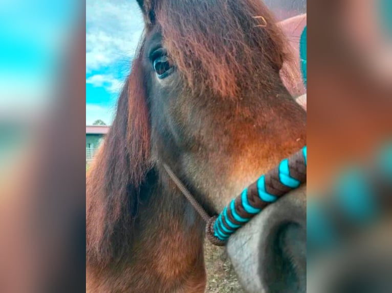 Shetland Ponys Stute 5 Jahre 101 cm Dunkelbrauner in Grabenst&#xE4;tt