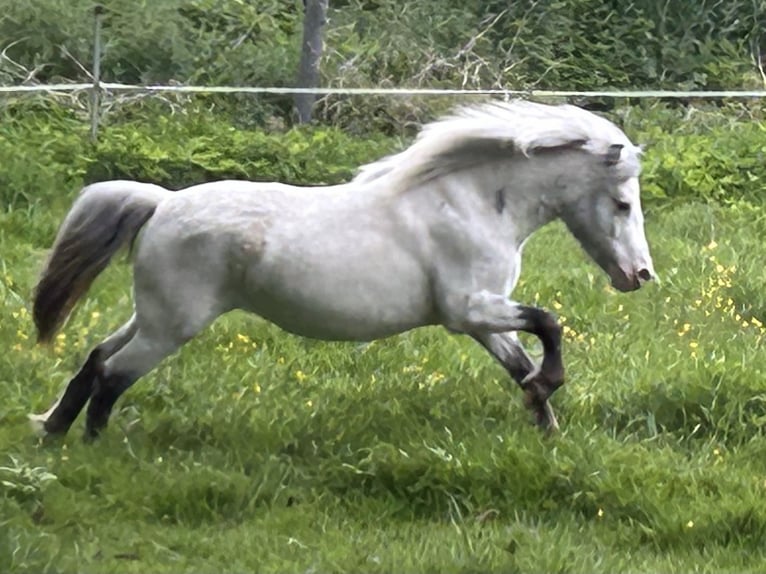 Shetland Ponys Stute 5 Jahre 102 cm Tigerschecke in Schieren