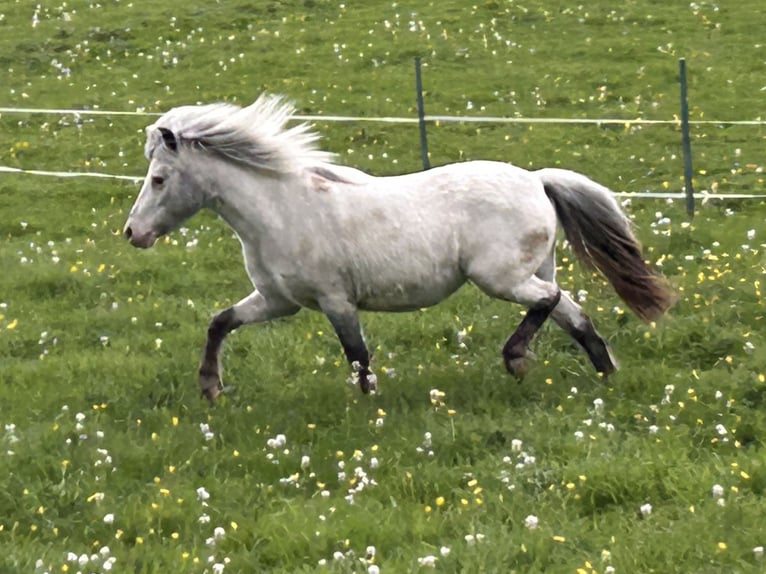 Shetland Ponys Stute 5 Jahre 102 cm Tigerschecke in Schieren