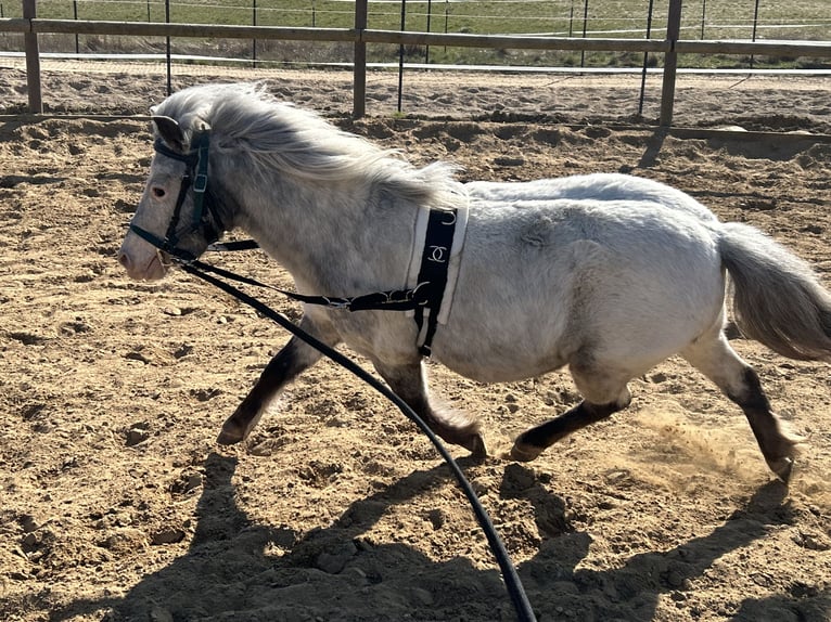 Shetland Ponys Stute 5 Jahre 102 cm Tigerschecke in Schieren