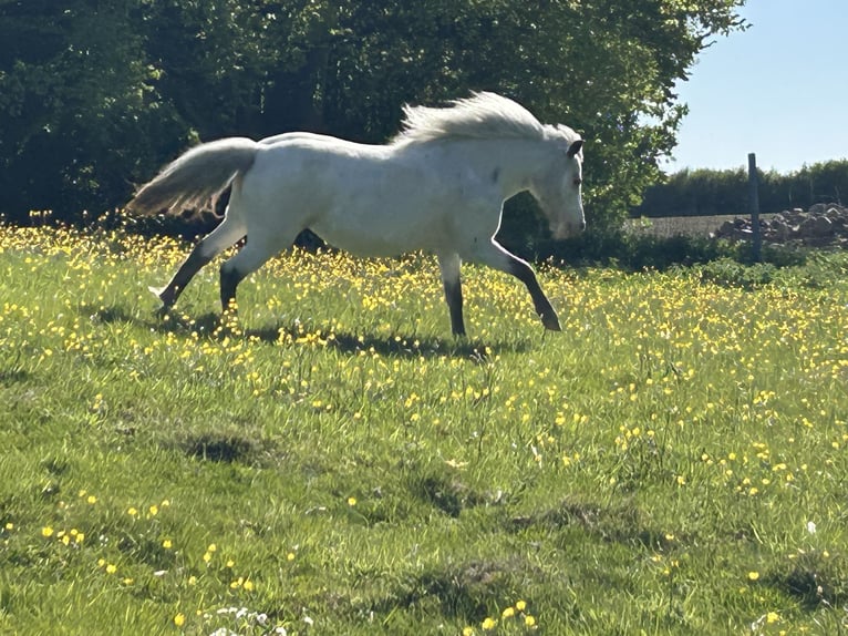 Shetland Ponys Stute 5 Jahre 102 cm Tigerschecke in Schieren