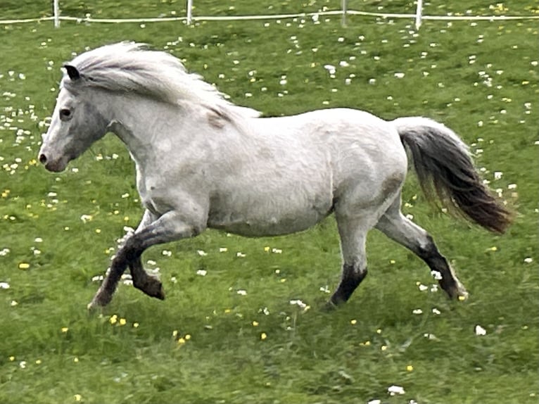 Shetland Ponys Stute 5 Jahre 102 cm Tigerschecke in Schieren
