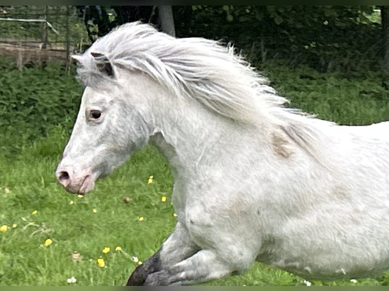 Shetland Ponys Stute 5 Jahre 102 cm Tigerschecke in Schieren