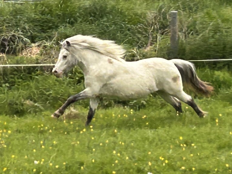 Shetland Ponys Stute 5 Jahre 102 cm Tigerschecke in Schieren