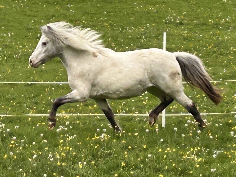 Shetland Ponys Stute 5 Jahre 102 cm Tigerschecke in Schieren