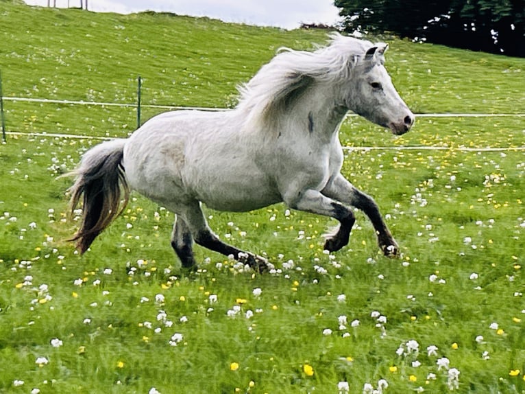 Shetland Ponys Stute 5 Jahre 102 cm Tigerschecke in Schieren