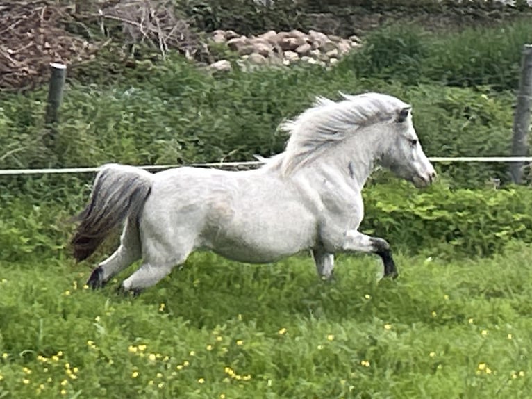 Shetland Ponys Stute 5 Jahre 102 cm Tigerschecke in Schieren
