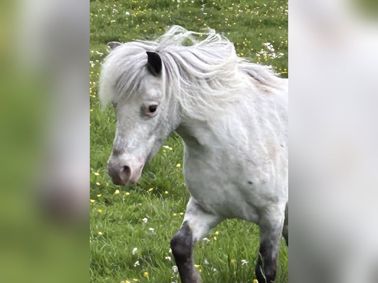 Shetland Ponys Stute 5 Jahre 102 cm Tigerschecke in Schieren