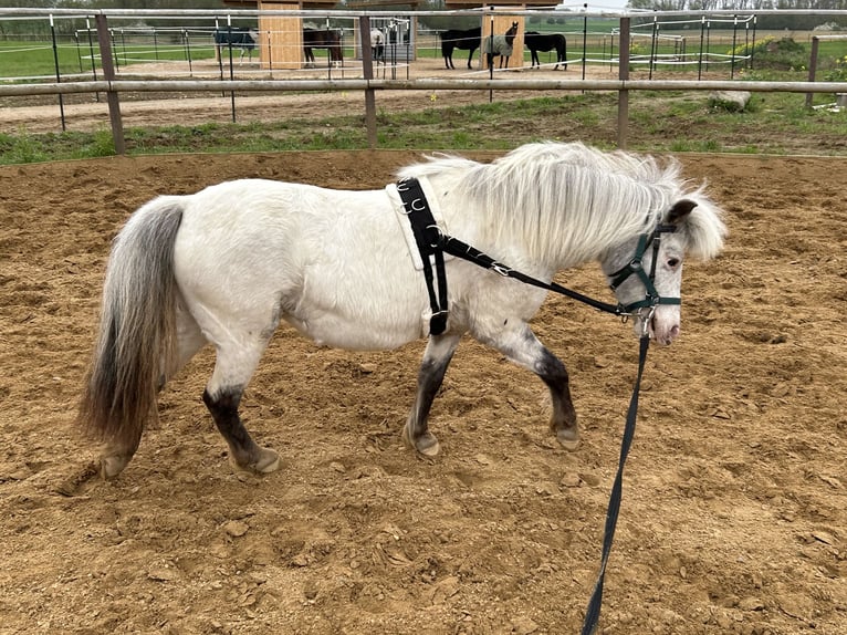 Shetland Ponys Stute 5 Jahre 102 cm Tigerschecke in Schieren