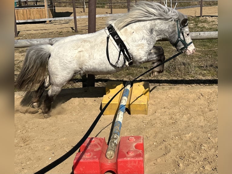 Shetland Ponys Stute 5 Jahre 102 cm Tigerschecke in Schieren