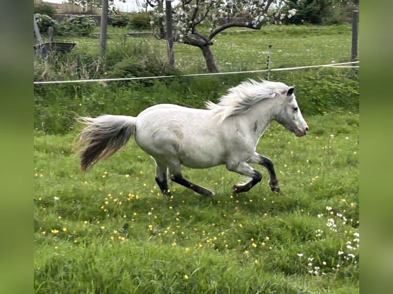 Shetland Ponys Stute 5 Jahre 102 cm Tigerschecke in Schieren