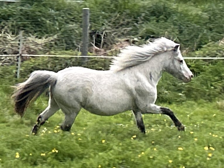 Shetland Ponys Stute 5 Jahre 102 cm Tigerschecke in Schieren