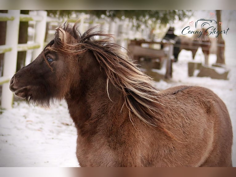 Shetland Ponys Stute 5 Jahre 105 cm Falbe in Gardelegen