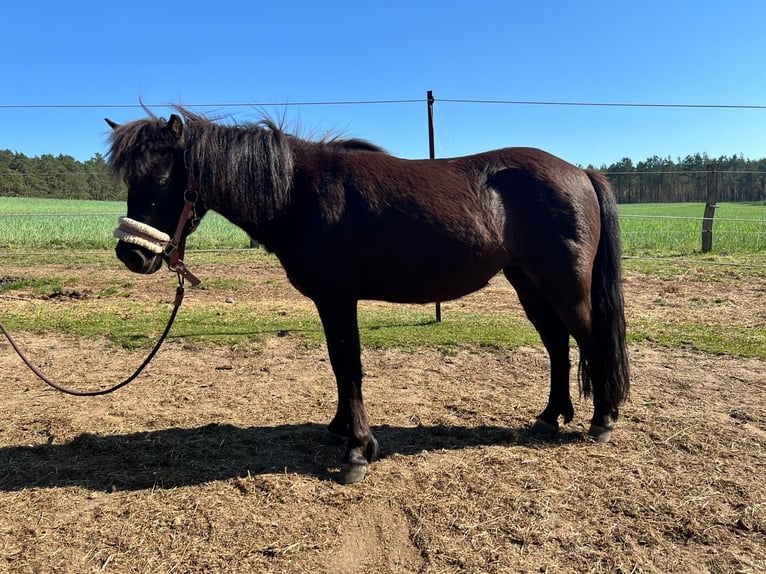 Shetland Ponys Stute 5 Jahre 105 cm Rappe in Burgstall