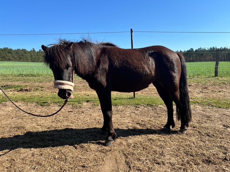 Shetland Ponys Stute 5 Jahre 105 cm Rappe in Burgstall