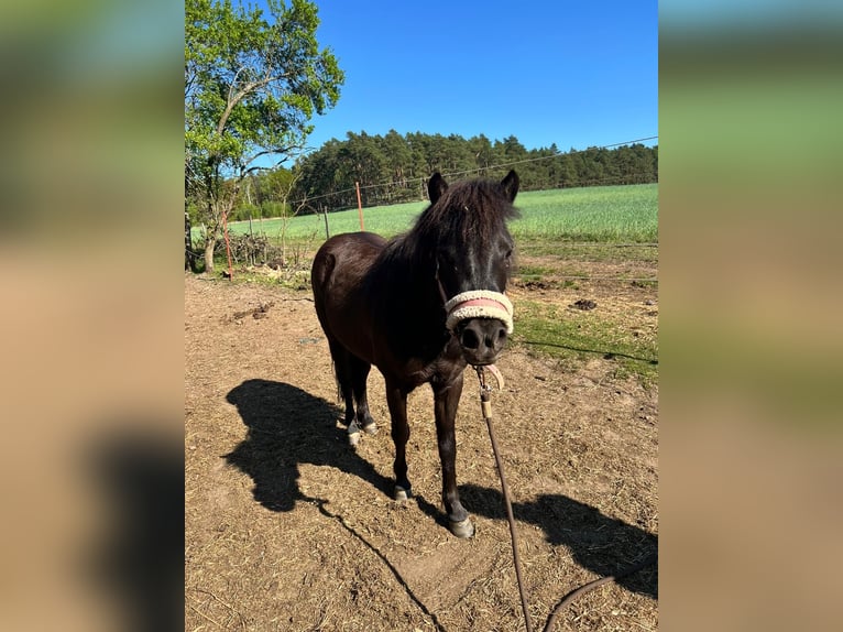 Shetland Ponys Stute 5 Jahre 105 cm Rappe in Burgstall