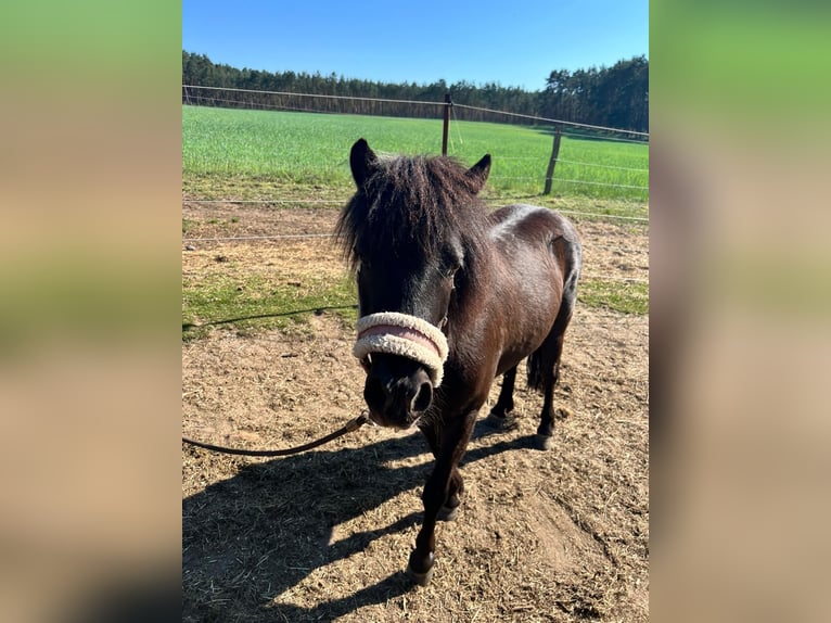 Shetland Ponys Stute 5 Jahre 105 cm Rappe in Burgstall