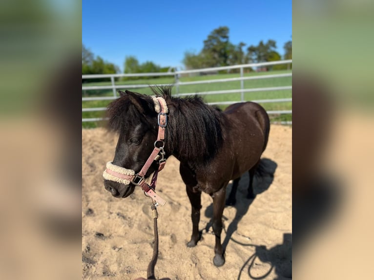 Shetland Ponys Stute 5 Jahre 105 cm Rappe in Burgstall