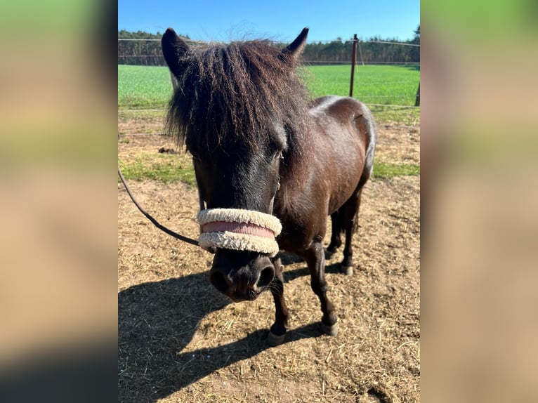 Shetland Ponys Stute 5 Jahre 105 cm Rappe in Burgstall