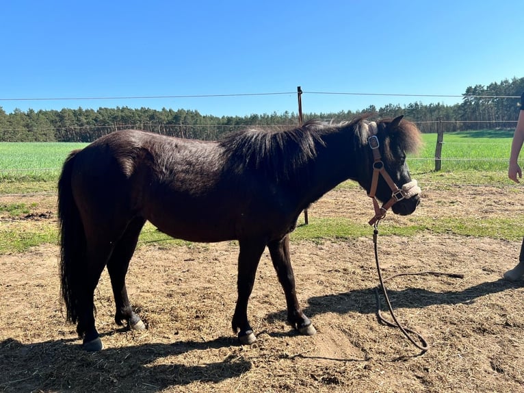 Shetland Ponys Stute 5 Jahre 105 cm Rappe in Burgstall