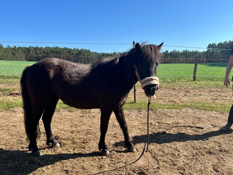 Shetland Ponys Stute 5 Jahre 105 cm Rappe in Burgstall