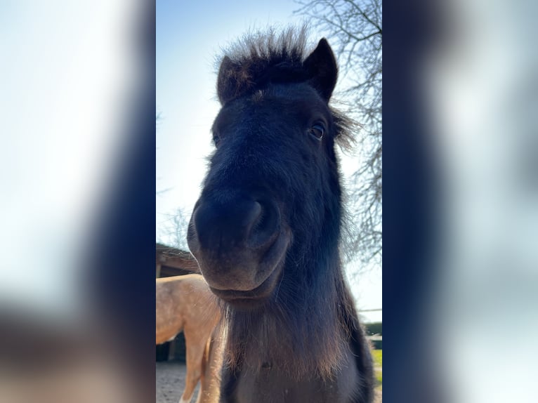 Shetland Ponys Stute 5 Jahre 105 cm Rappe in BosaU