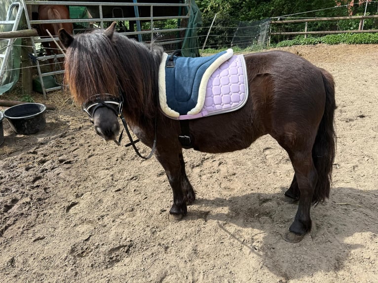 Shetland Ponys Stute 5 Jahre 110 cm Dunkelbrauner in Eppstein