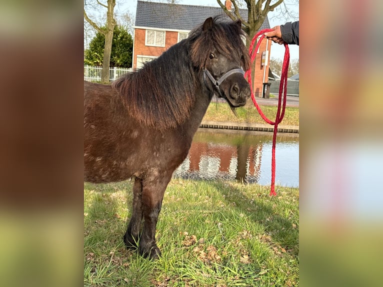 Shetland Ponys Stute 5 Jahre 110 cm Dunkelbrauner in Eppstein
