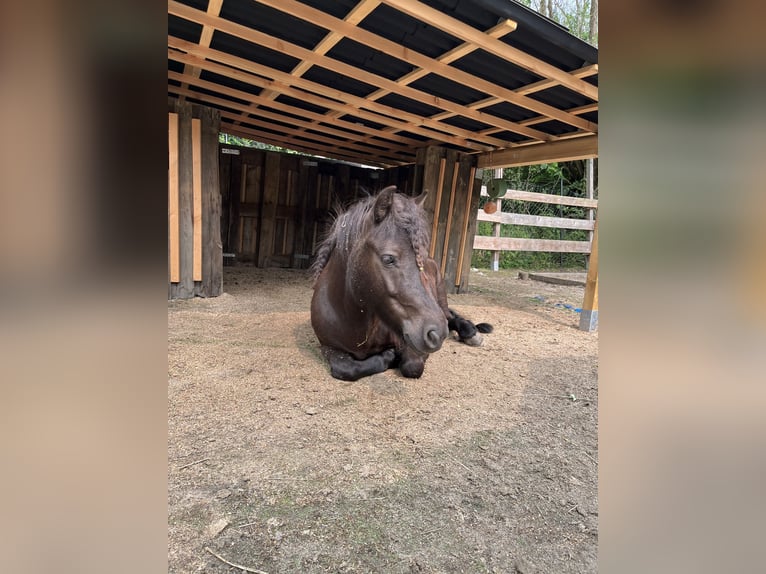 Shetland Ponys Stute 5 Jahre 110 cm Dunkelbrauner in Eppstein