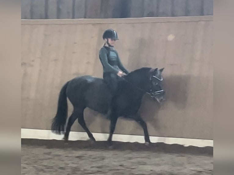 Shetland Ponys Stute 5 Jahre 115 cm Tigerschecke in Raubling