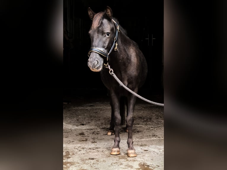 Shetland Ponys Stute 5 Jahre 115 cm Tigerschecke in Raubling