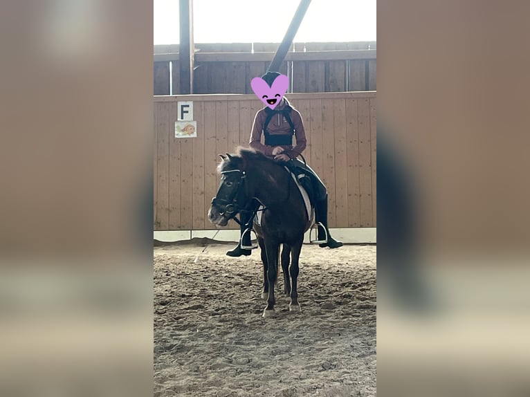 Shetland Ponys Stute 5 Jahre 115 cm Tigerschecke in Raubling