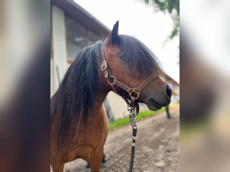 Shetland Ponys Stute 5 Jahre 85 cm Brauner in Eggelsberg